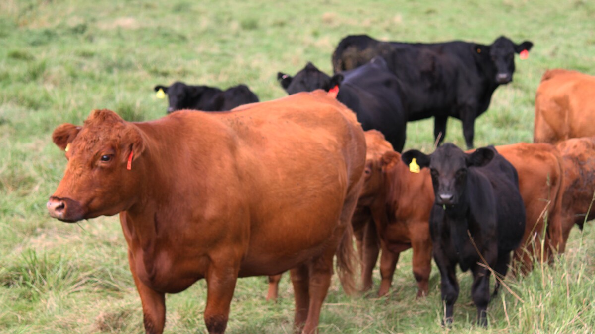 A newly launched study examines rancher preferences for grassland conservation programs. 