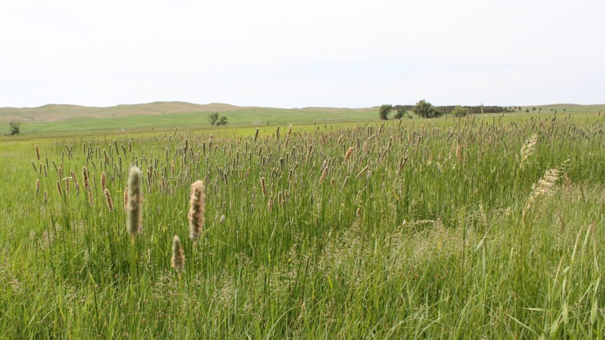 How about cutting your grass hay to match grass nutrient content with nutritional needs of your livestock?  Photo courtesy of Troy Walz.