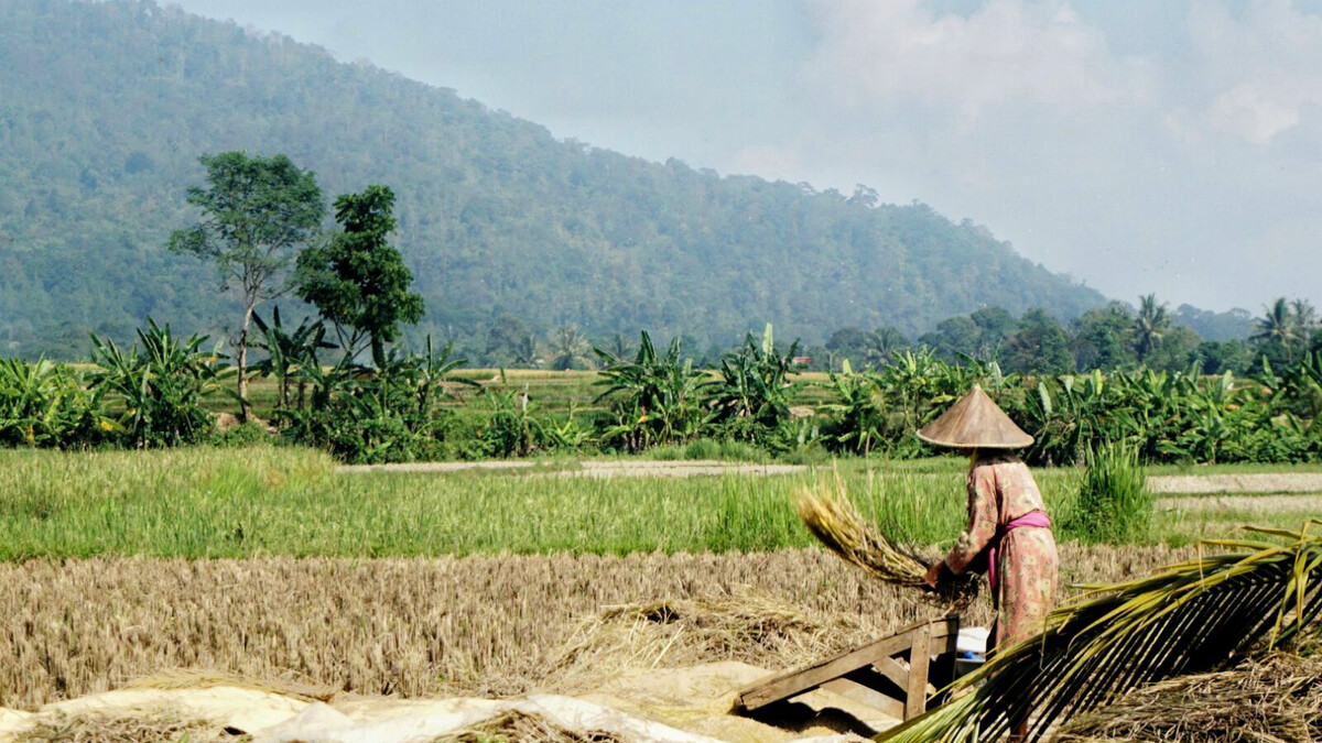 Rice field in Banten Province, Indonesia. Patricio Grassini | Agronomy and Horticulture