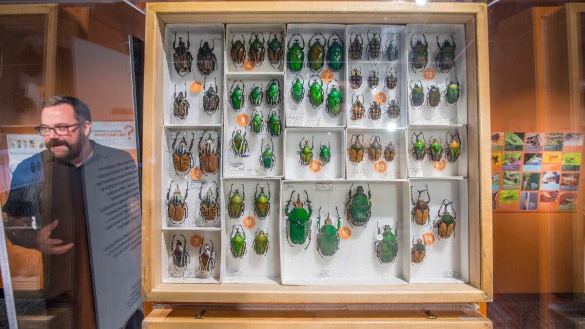 MJ Paulsen is reflected in the glass surrounding a large display of very large insects.