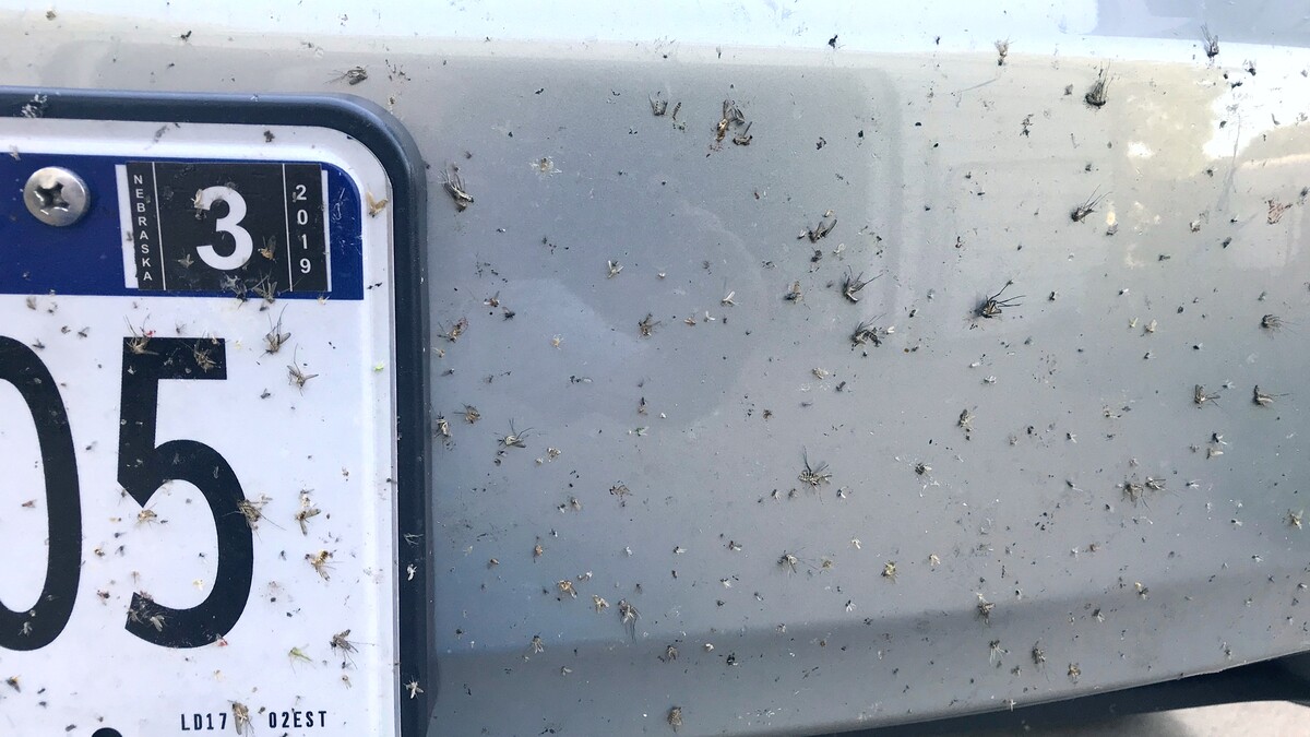 mosquitoes on car