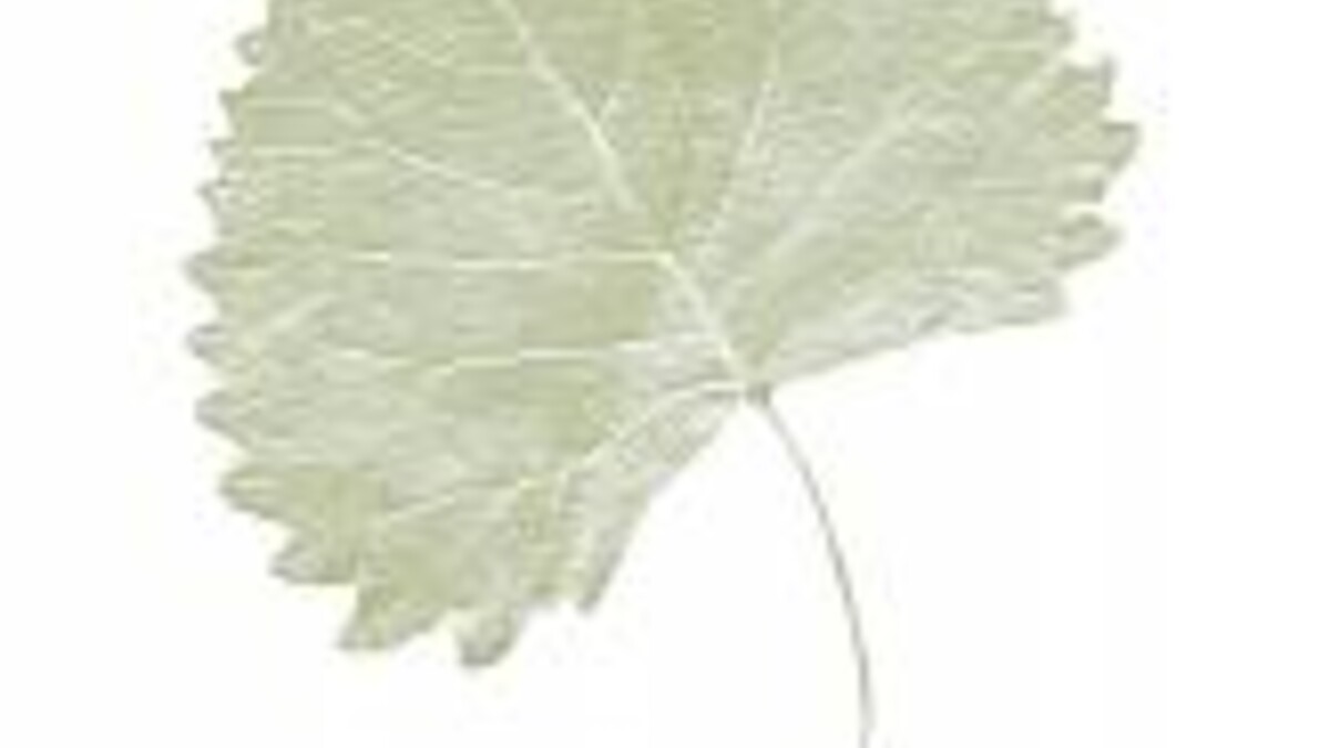 Leaf