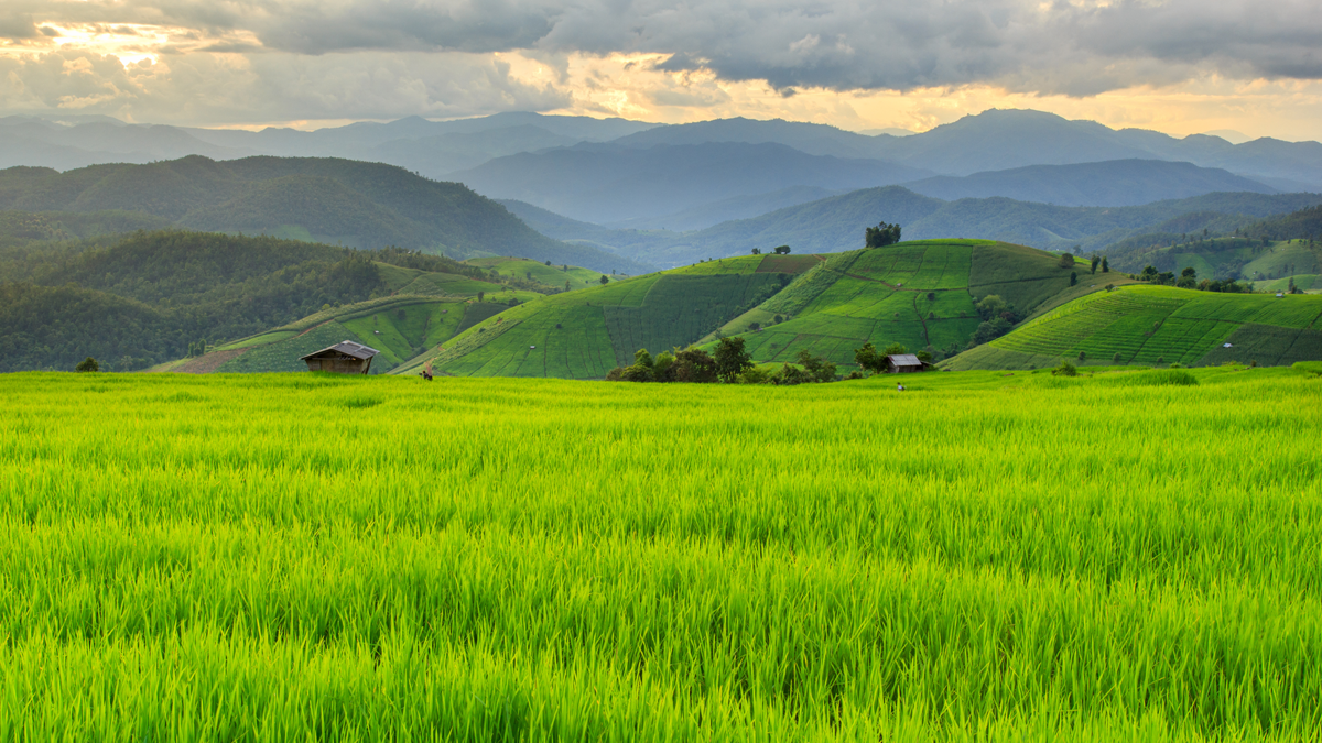 Rice field