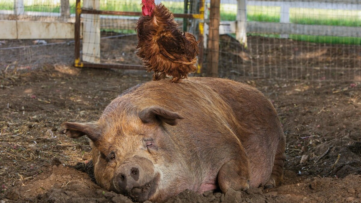 "The Biggest Little Farm" starring Greasy the Rooster and Emma the Pig
