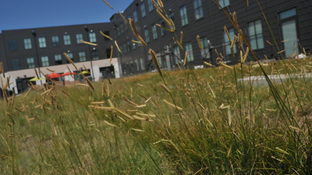 For the Larson Building project, Sutton started planting low-maintenance native grasses in spring 2012. This growing season, he has added wildflowers to the mix. (Troy Fedderson / University Communications)