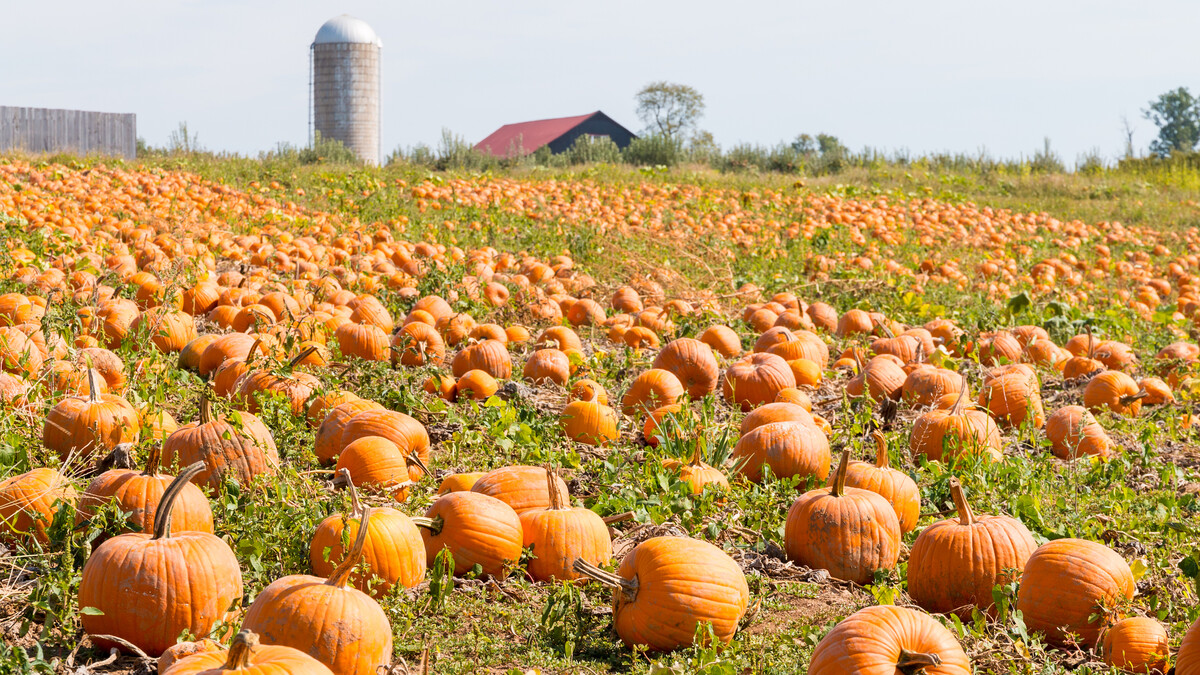 pumpkins