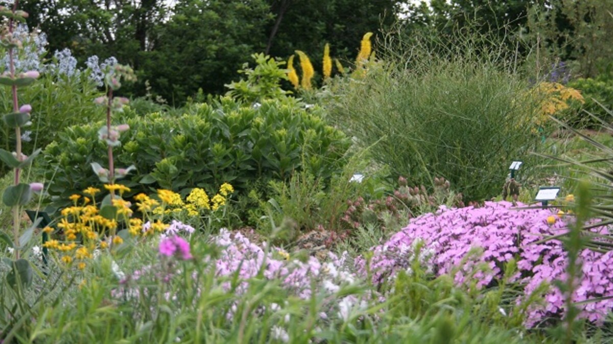 Aboretum plant sales