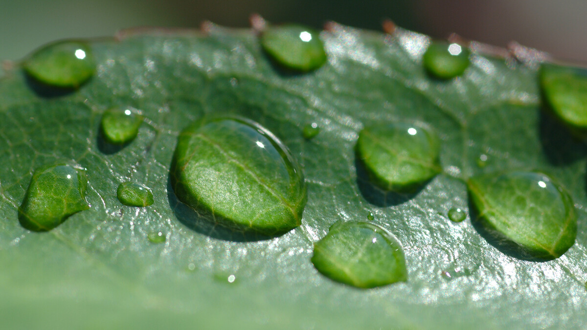 Water droplets on a leaf