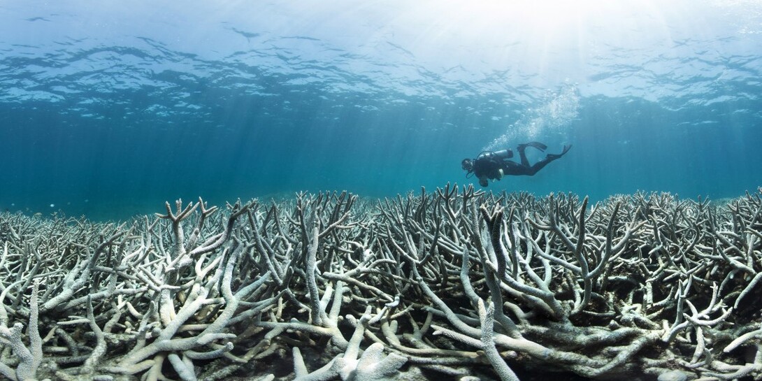 Chasing Coral