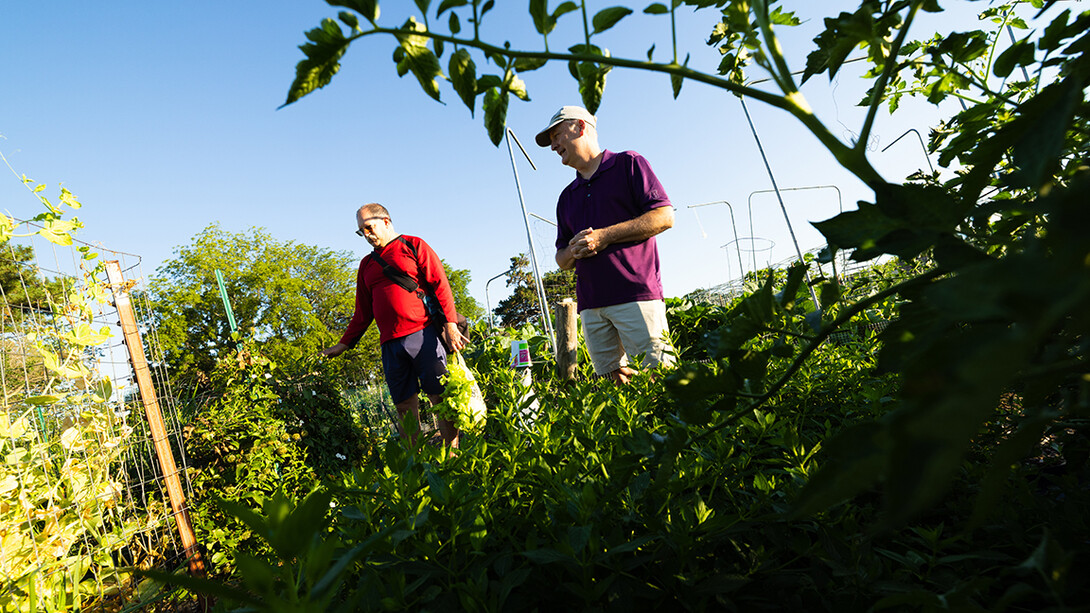 Mark Mesarch and Bill Sorensen walk through plots in the east campus community gardens.