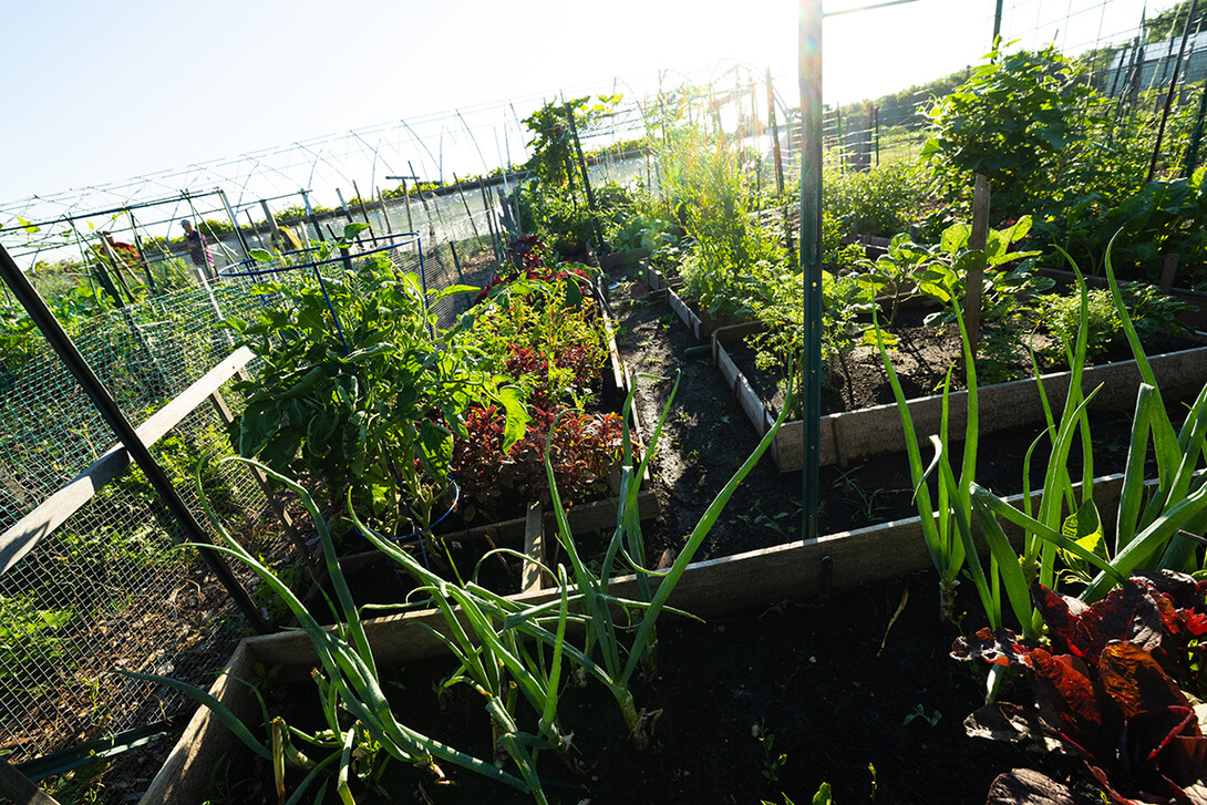 A model plot, as described by Mark Mesarch, with spaced, organized raised beds.