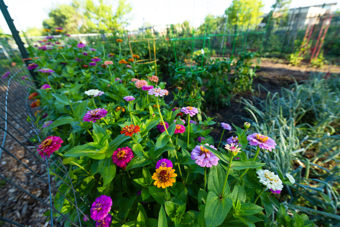 A plot in the east campus community gardens has colorful zinnias planted along one side. Gardeners frequently plant flowers alongside the vegetables, fruits and herbs in their plots to encourage pollination from bees, butterflies and other insects.