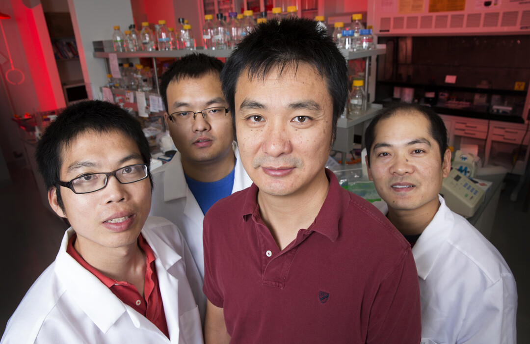 A team of UNL biologists has uncovered important clues about how plant cells regulate microRNAs, a step toward better understanding how crops respond to stress, such as droughts. The researchers include (from left) Guodong Ren, research assistant professor; Meng Xie, graduate research assistant; Bin Yu, assistant professor of biological sciences; and Shuxin Zhang, post-doctoral research associate.