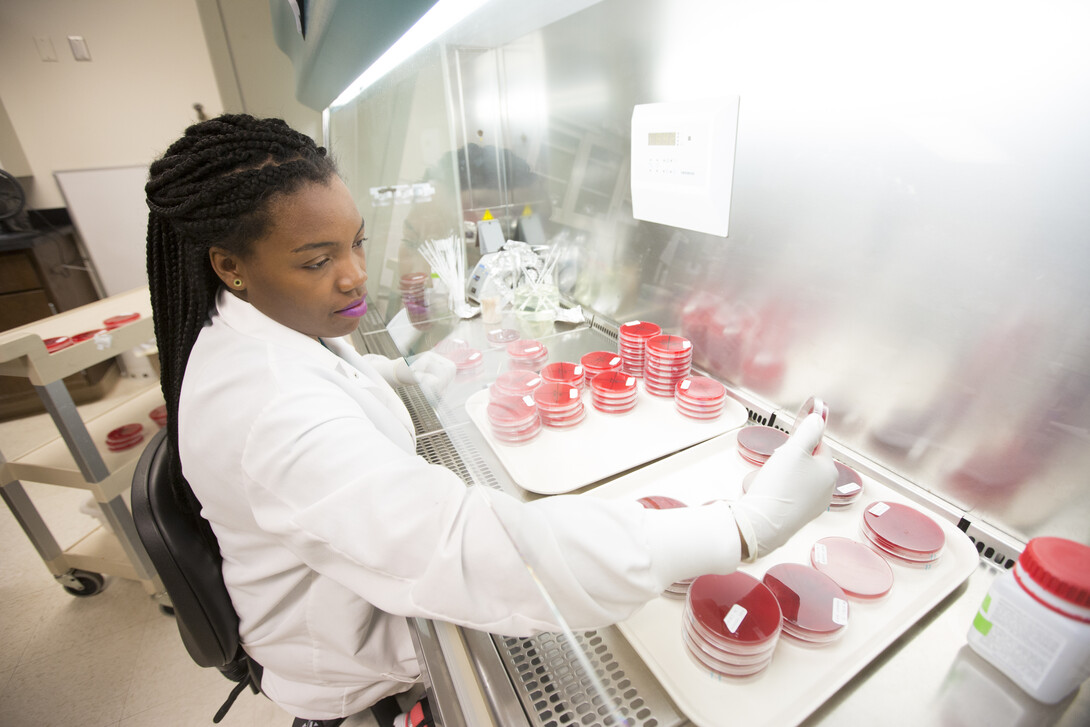 Kenda Jackson examines blood agar plates in studies that tested the effect of certain antibiotics on detection of Shiga toxin-producing E. coli bacteria in cattle. Jackson recently graduated from Tuskegee University in Alabama. She was an intern in the Nebraska laboratory of Rodney A. Moxley as part of a USDA Coordinated Agricultural Project grant investigating harmful E. coli strains. 