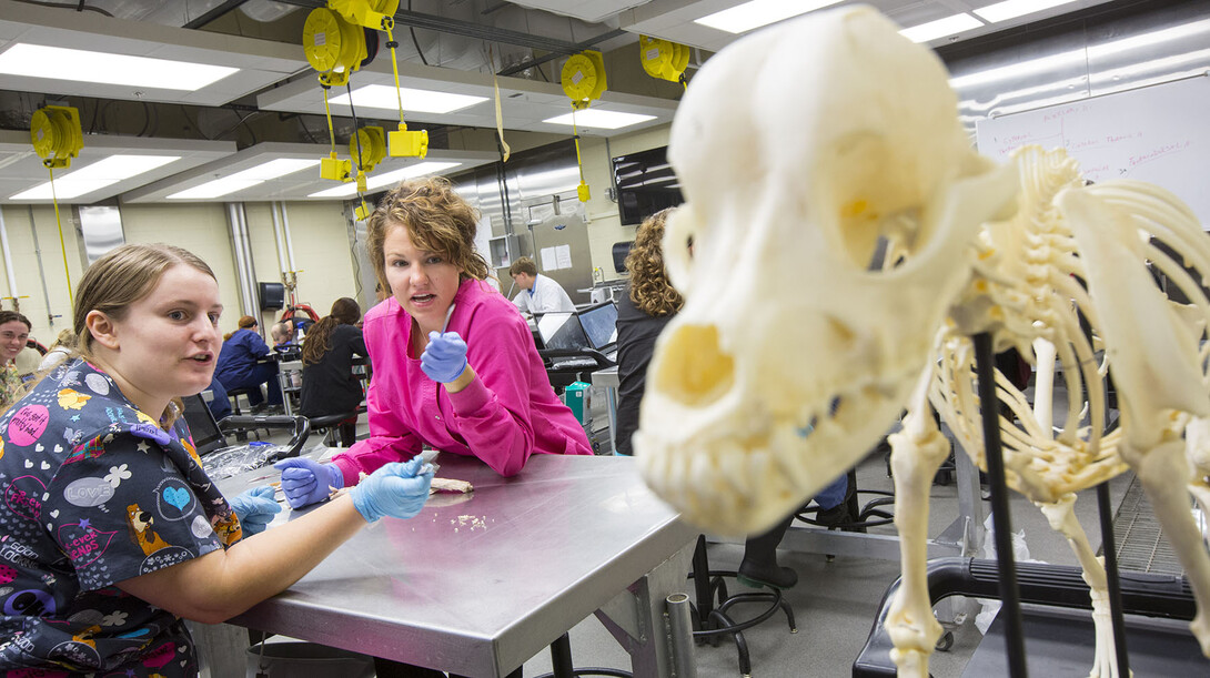 UNL students (from left) Courtney Schiller and Sara Santin discuss a dog skeleton during a veterinary anatomy course held in the fall semester. Construction of a new $44.6 million veterinary diagnostics center will benefit students studying veterinary medicine.