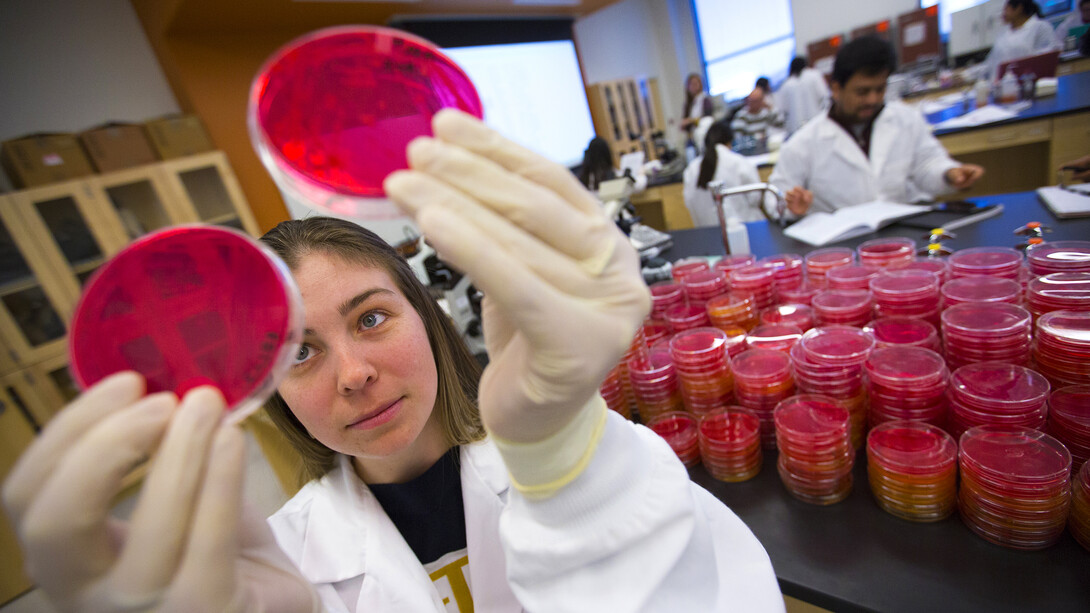 Carla Schwan, a graduate student from Brazil, examines culture dishes of salmonella in a lab on Nebraska Innovation Campus.