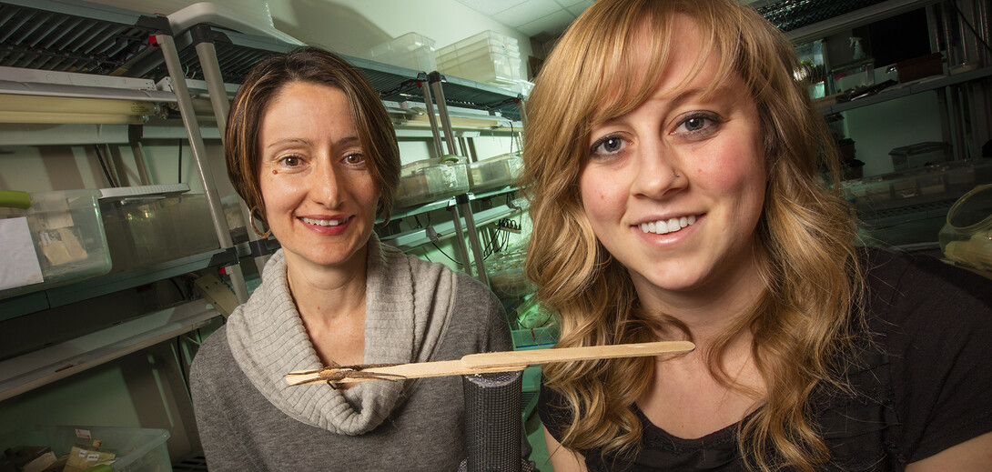 Biologists (left to right) Eileen Hebets and Alissa Anderson have shown that the male nursery-web spider improves his odds of surviving a sexual encounter with a cannibalistic female by wrapping his mate's forelegs with silk prior to copulation.