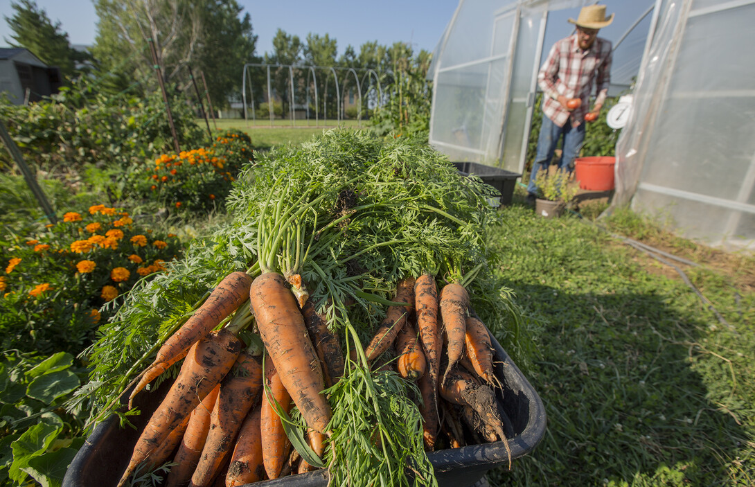 Harvested carrots fill a bin at Bugeater Farms. Produce grown in the student garden is being donated to People's City Mission, a homeless shelter in Lincoln.