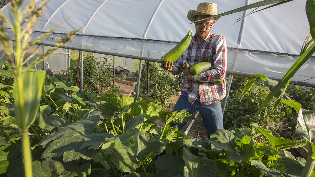 Nash Leef, a sophomore environmental studies and agronomy major from Chappell, Nebraska, harvests zucchini grown in Bugeater Farms, a student-led organic garden plot on East Campus. Leef has expanded the garden after it nearly closed due to lack of support last fall.