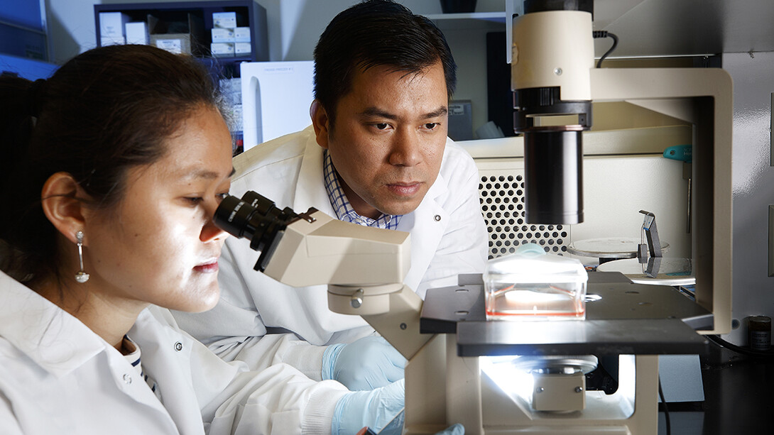 Nebraska researchers Haiyan Sun (left) and Hiep Vu have developed a vaccine that could help protect swine from a deadly virus.