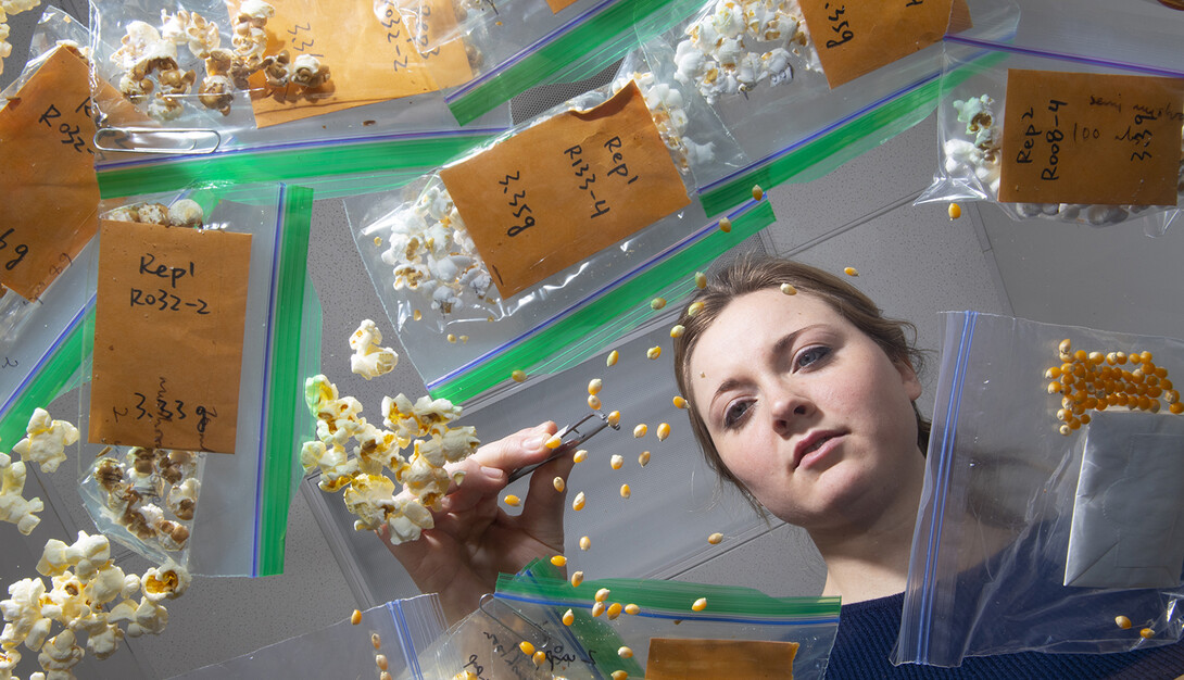 Graduate student sorting popcorn kernels on a light table.