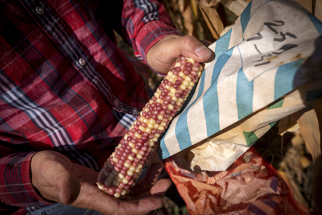 Researcher holds a ear of colored popcorn while standing in a field.