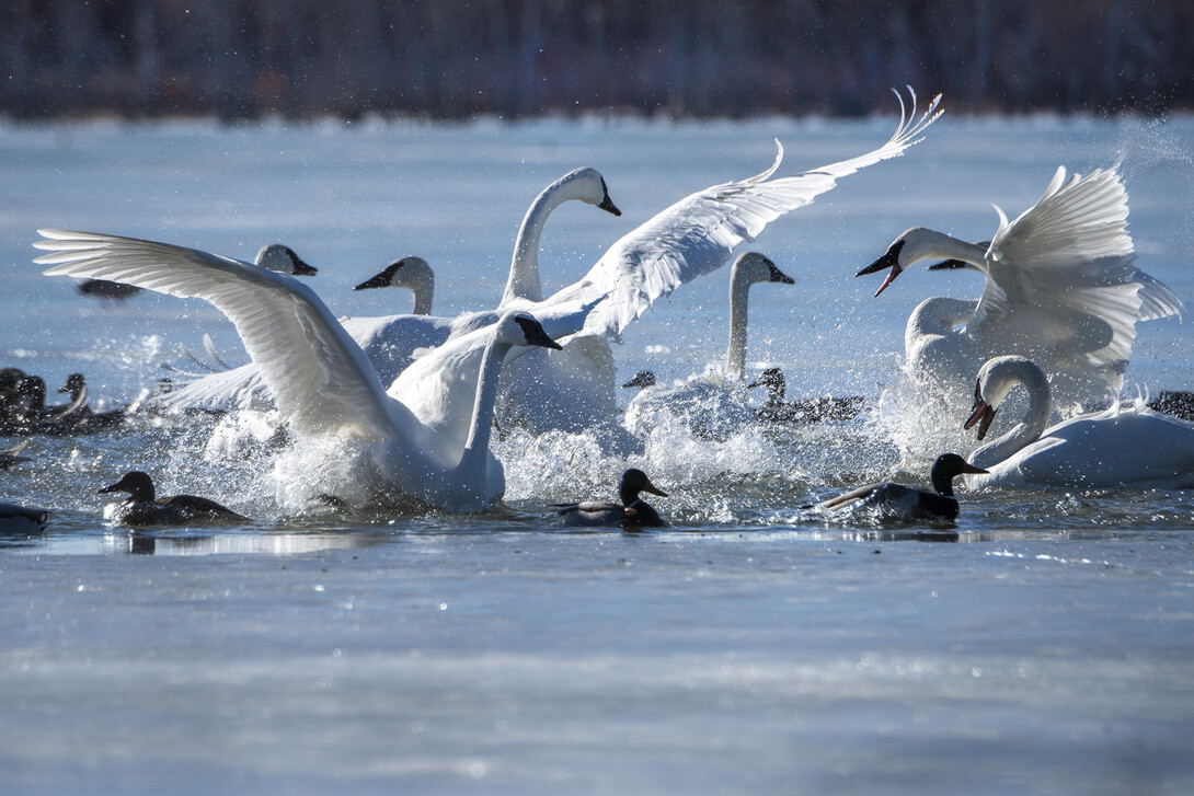 Trumpeter swan