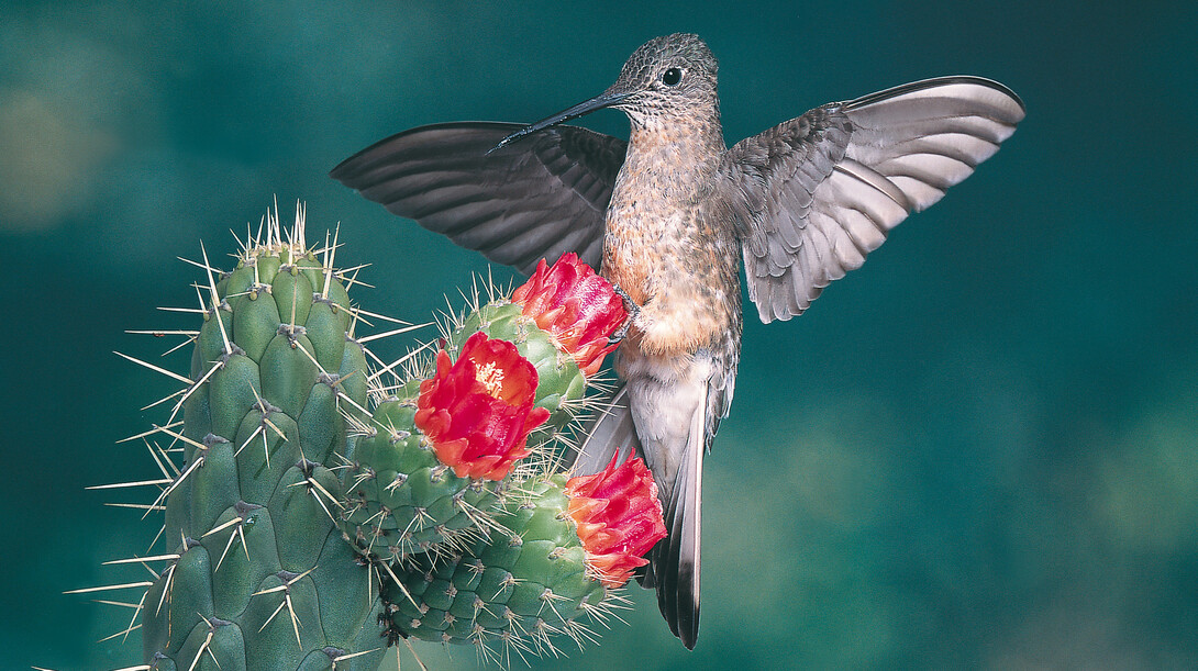 The giant hummingbird, Patagona gigas, occurs at elevations of over 14,000 feet in the Andes of South America. Although it is the largest species of hummingbird, it still weighs in at no more than four-fifths of an ounce (24 grams). Patagona gigas was one of the study species for the Storz team's PNAS paper.