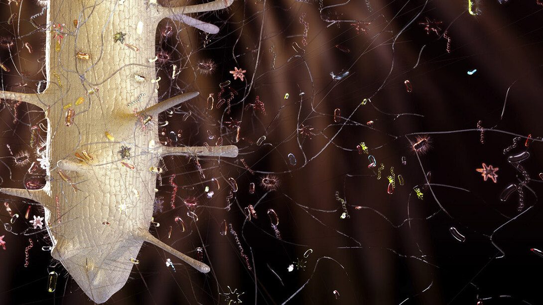 The University of Nebraska State Museum's September Sunday with a Scientist program will explore plant science, including the root microbiome.