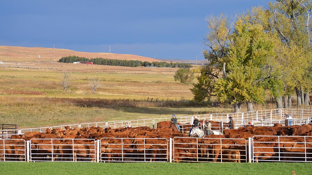 The University of Nebraska–Lincoln’s new Center for Agricultural Profitability will facilitate faculty research, conduct outreach related to agricultural profitability and train undergraduate and graduate students — all to support informed decision-making in agriculture through applied research and education.