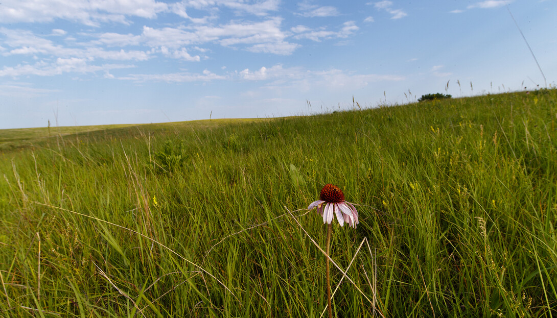 A wildflower grows amid the grass at the Spring Creek Prairie Audubon Center southwest of Lincoln.