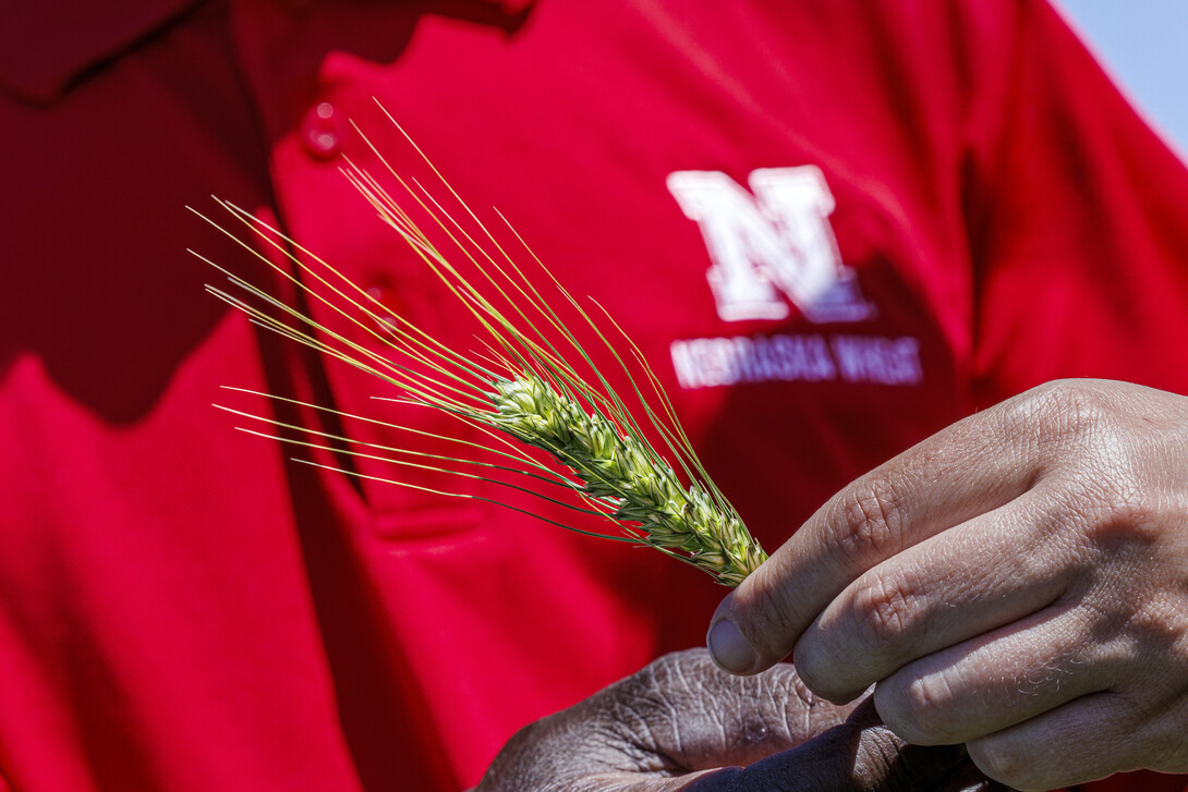 A man holds a wheat head.