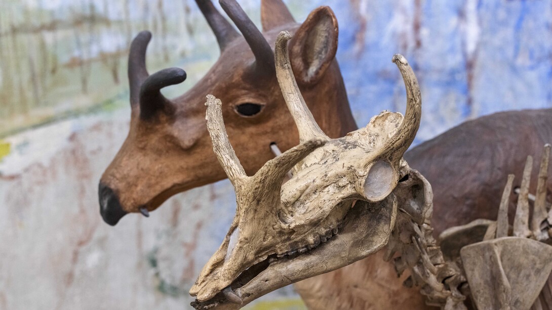 A skeleton of a Syndyoceras next to a model of the creature.