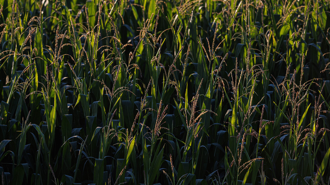 Close-up of cornfield