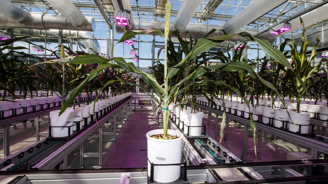 Sorghum plants in buckets move along a high-throughput plant phenotyping system.