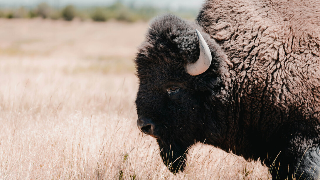 A close-up of an American bison on grassland