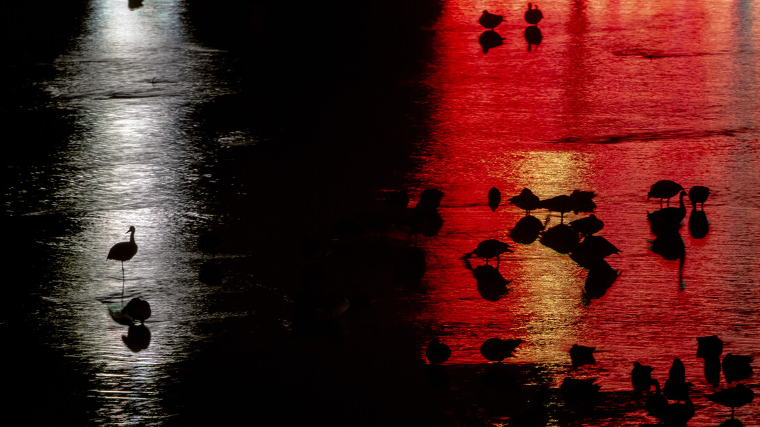 Silhouettes of cranes are seen in shallow water lit red and white.