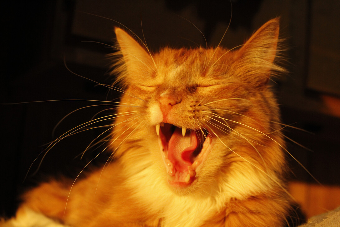 A close-up of a cat, bathed in light, yawning.