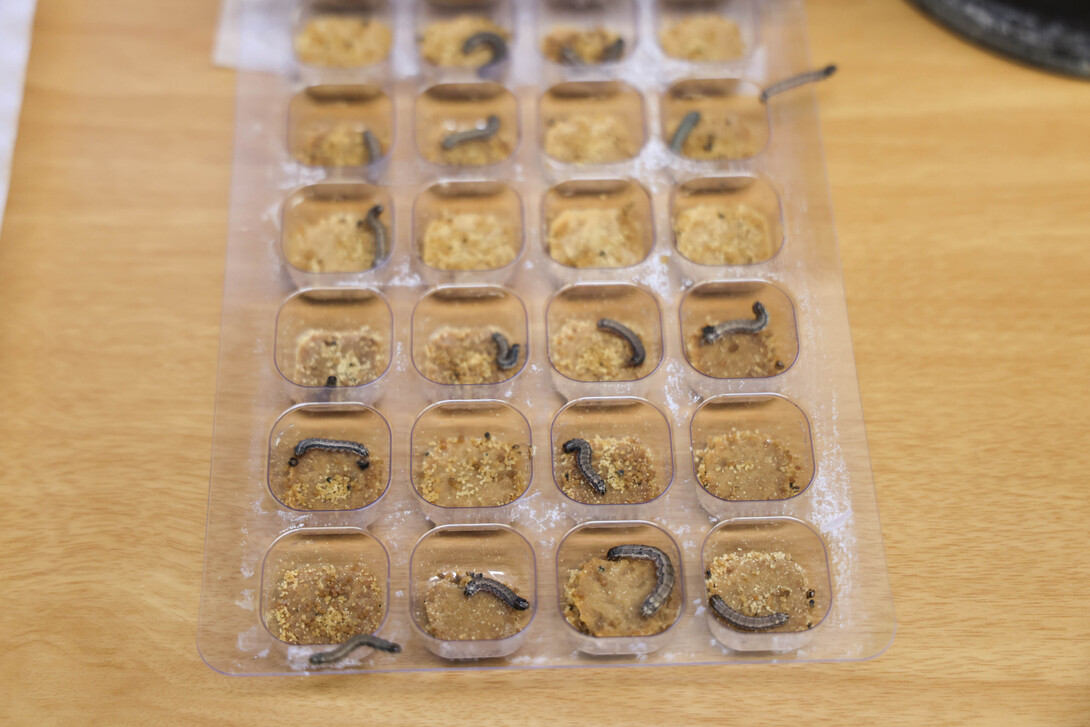 Fall armyworm larvae in sections of a tray.
