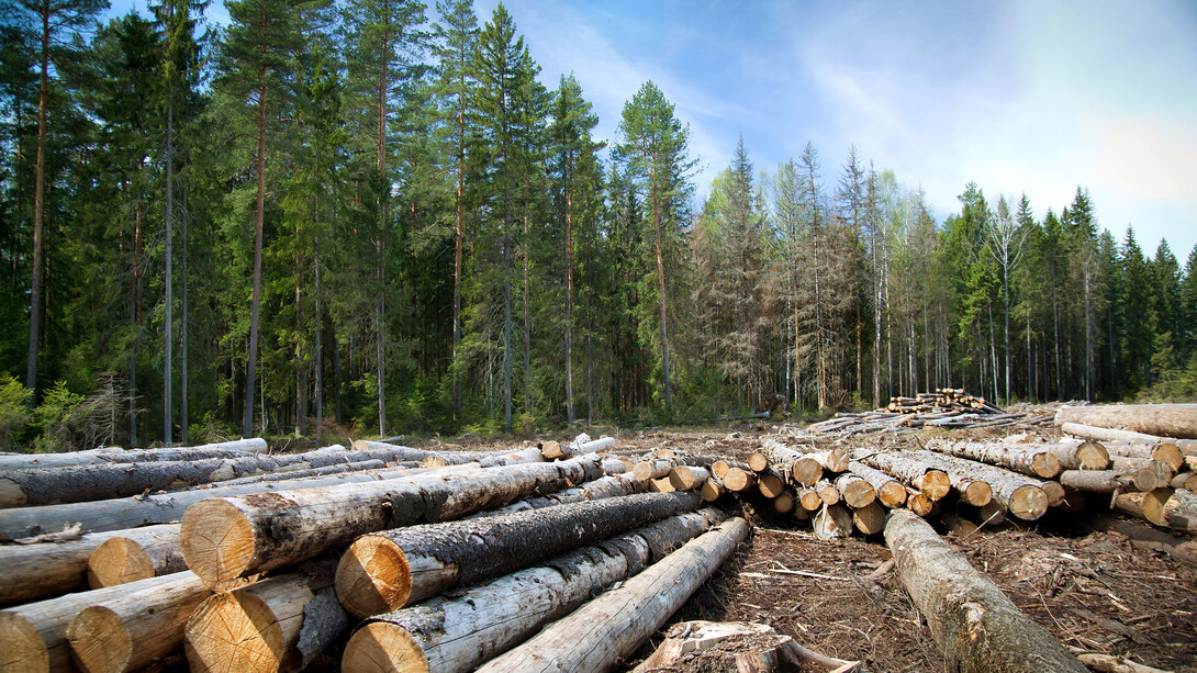 Logs are piled in a forest clearing.