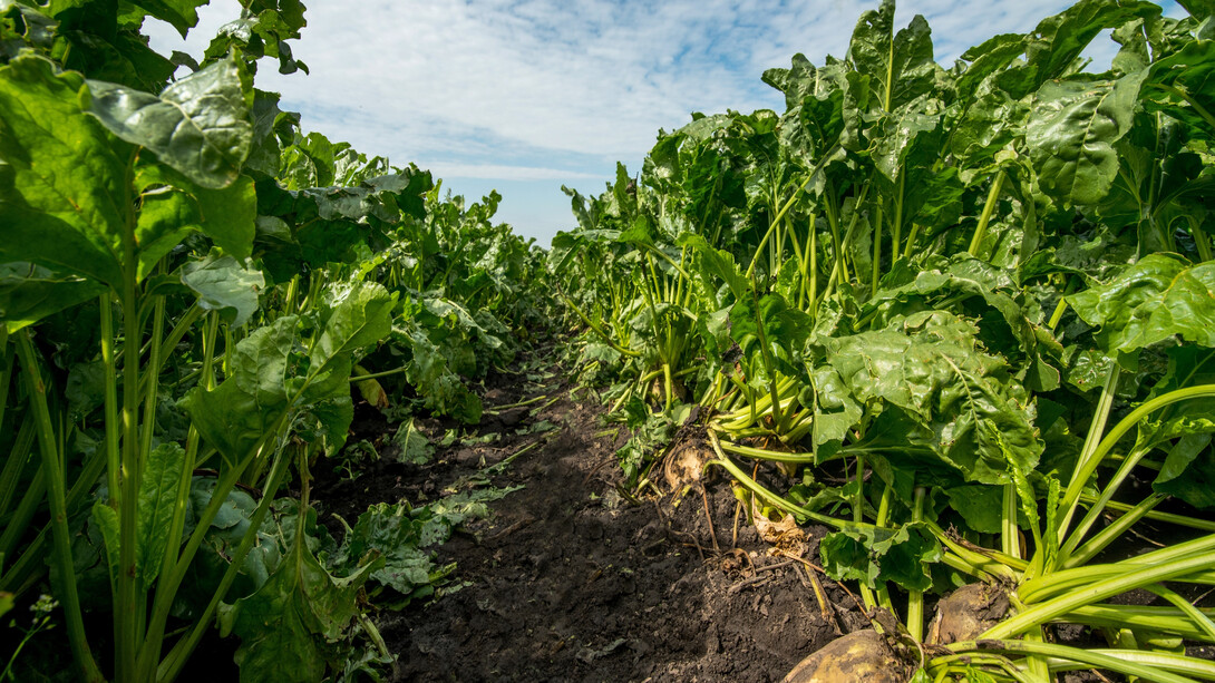 Two rows of sugar beets.