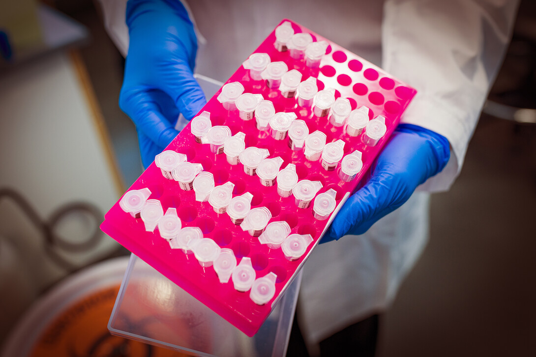A tray of samples collected at one of the COVID test sites on the three campuses are brought to the Veterinary Diagnostic Center.