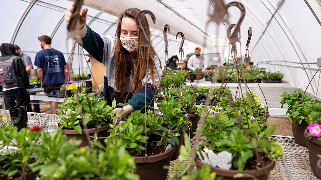 Taylor Cammack moves a finished hanging basket onto the rack so they can be watered during a club work session. Members of the horticulture club prepare plants in the greenhouses on east campus. The plants will be sold at their annual spring sale April 28