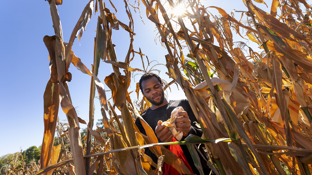 Grad student Jonathan Niyorukundo harvests an ear of corn in David Holding’s research field on East Campus.