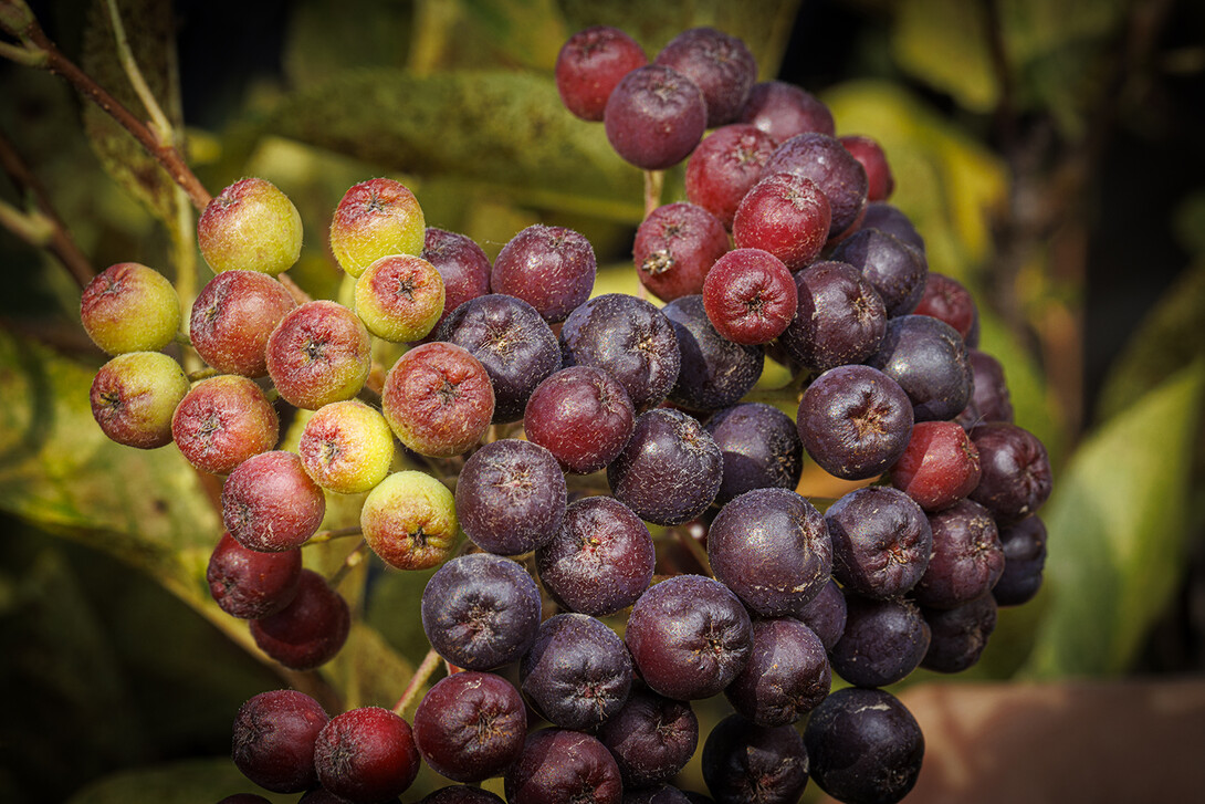 Aronia berries.