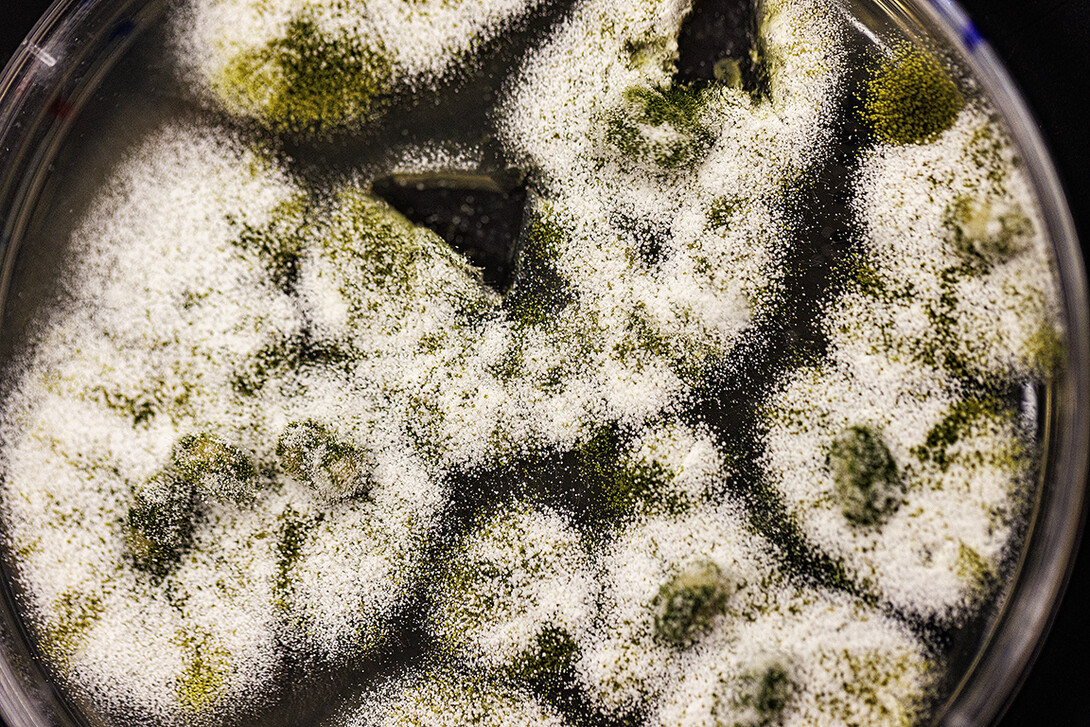 Mold, as seen through a microscope, grows in a petri dish in the food science lab.