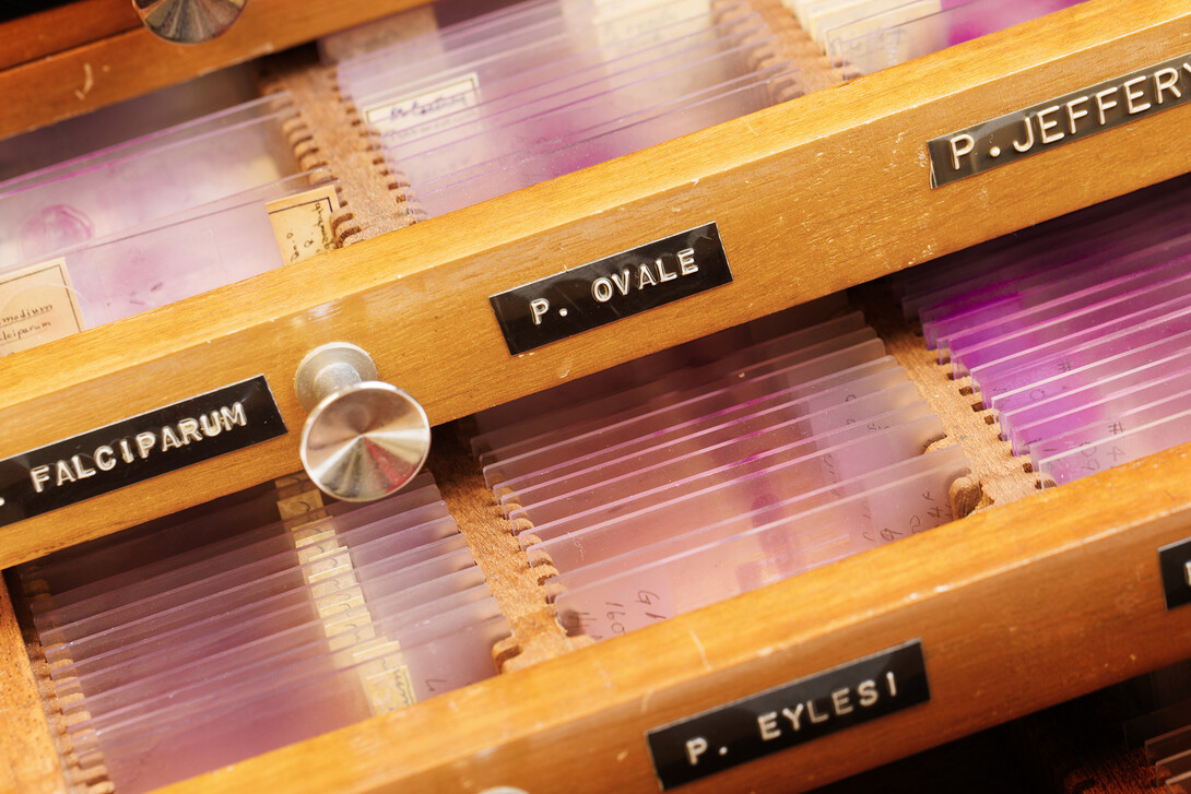 Drawers full of slides store some parasite specimens.