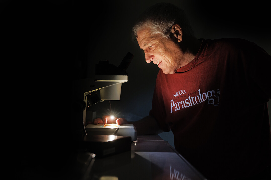 Scott Gardner looks at a flea sample from an Oklahoma prairie dog colony.