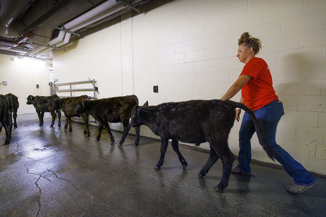 A person herds calves down a hallway.