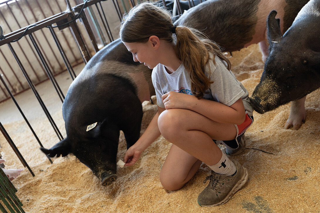 Aliyah Beach, 11, gives a marshmallow to one of her pigs, Poppy, during livestock entry day at the Otoe County Fair on Thursday, July 31. Beach shows both pigs and shorthorn cattle with her sisters, Annalynn, 15, and Aizley, 9.